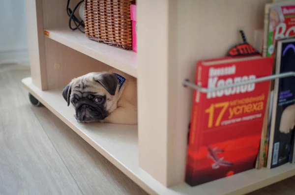 Puppy pug on shelf of table