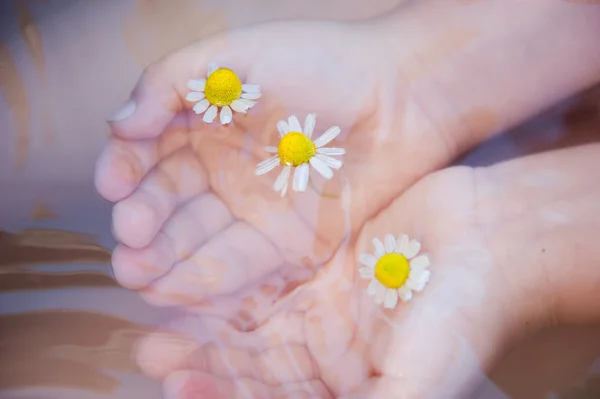 Baby hands with Chamomile flower on the water surface