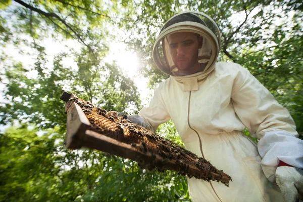 Beekeeper with a frame full of bees