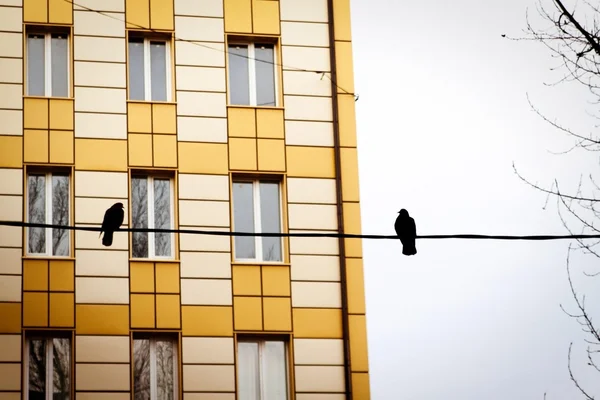 Pigeons on wire in front of yellow building