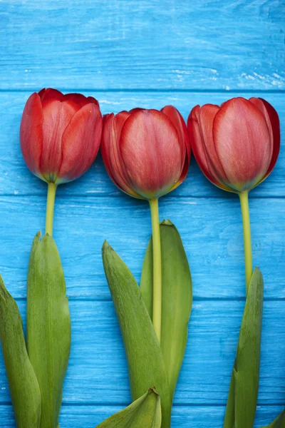 Beautiful red tulips on blue wood background.