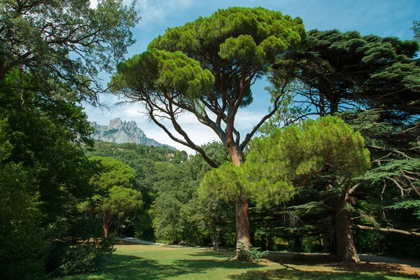 Landscape with mountain, sky and trees