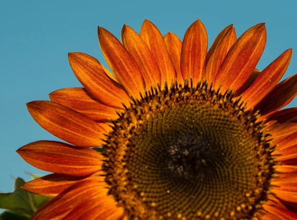 Red sunflower