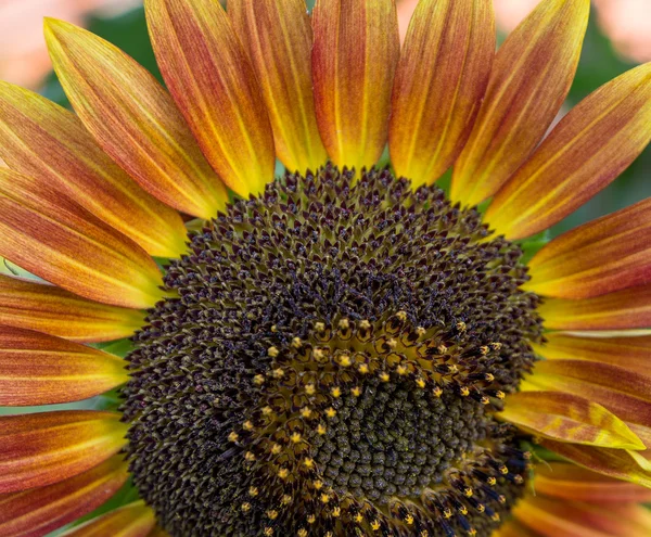 Red sunflower