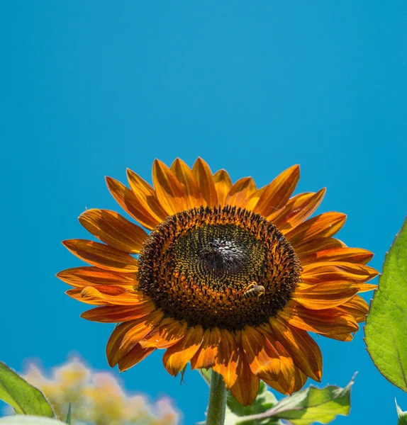 Red sunflower