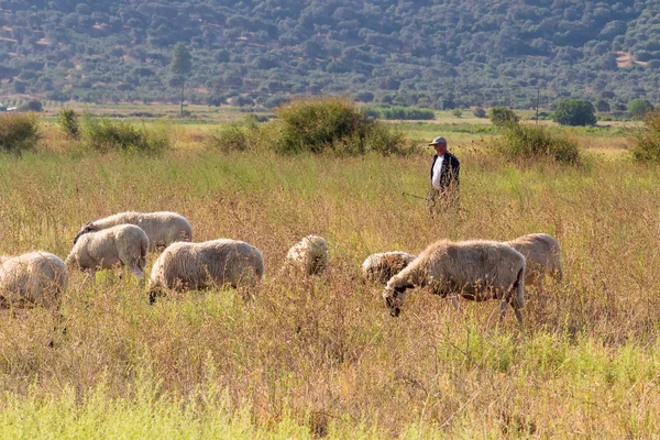 Evia, Greece 22 August 2015. Shepherd and sheep out in the nature for a walk.