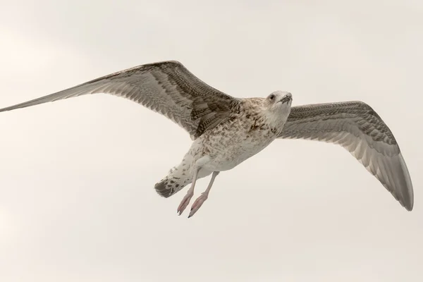 Young seagull portrait up in the sky flying with wings wide open.