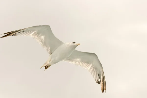 White seagull up in the air with wings wide open.
