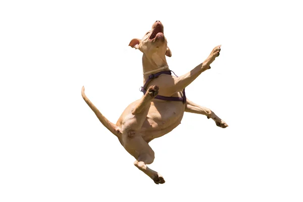 American Staffordshire terrier jumping isolated on white.