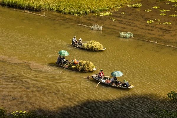 Rice field and river in TamCoc, NinhBinh, Vietnam