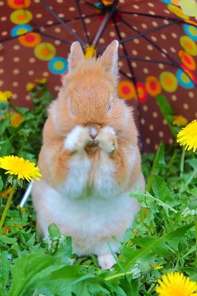 Funny rabbit washing her face