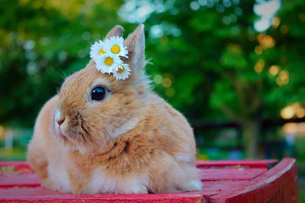 Rabbit with spring flowers