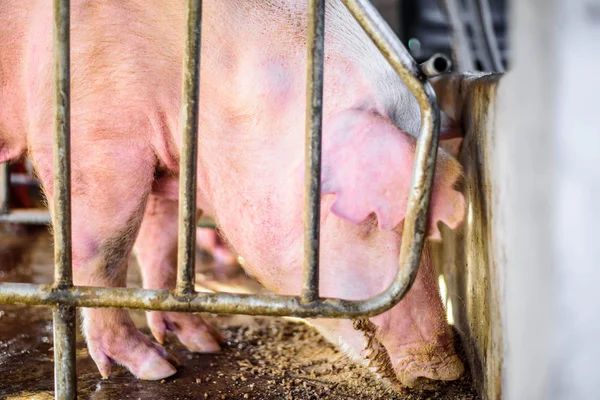 Thai farm, the farm pigs, focus eye pig.