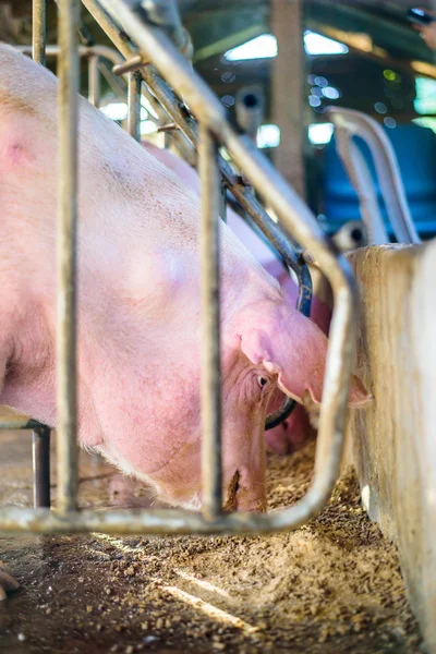 Thai farm, the farm pigs, focus eye pig.