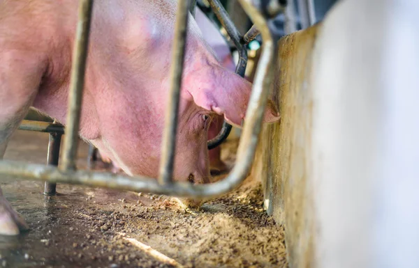 Thai farm, the farm pigs, focus eye pig.