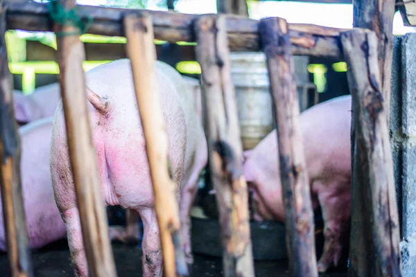 Thai farm, the farm pigs, focus eye pig.