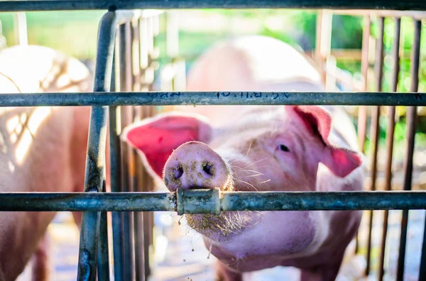 Thai farm, the farm pigs, focus eye pig.