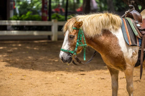 Pony in Farm or Livestock