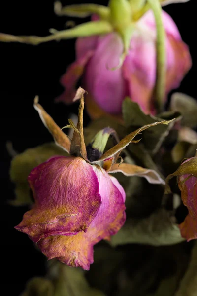 Withered Flower Close-up / Withered Flower / Withered Flower on Black Background