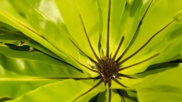 Top view of green Asplenium nidus (Bird Nest F