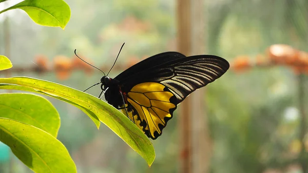 Black and yellow butterfly is on green plant in morning nature
