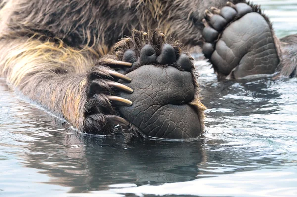 Grizzly Bear Paw