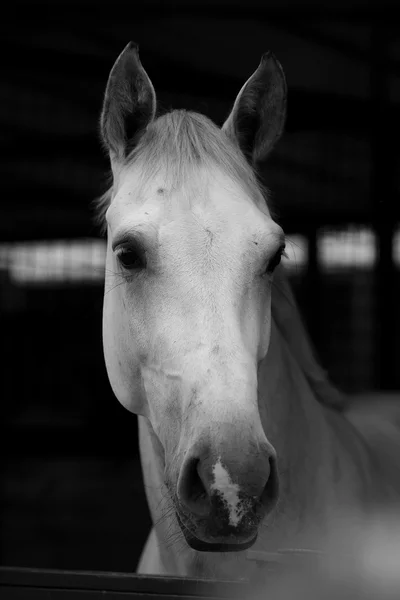 Portrait white horse 2