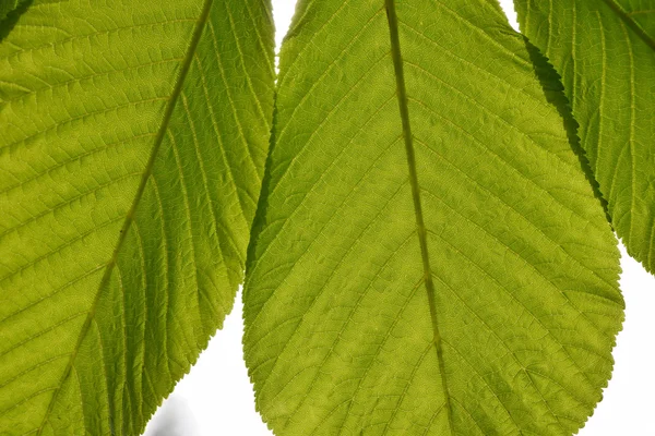 Translucent horse chestnut textured green leaves close up in back lighting isolated on white sky background with sun shine flare