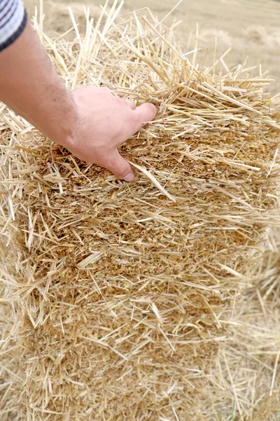 Strong male hand holding a pressed bale,
