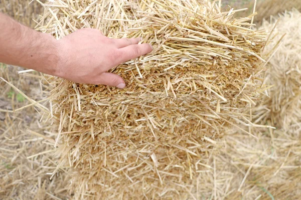 Strong male hand holding a pressed bale,