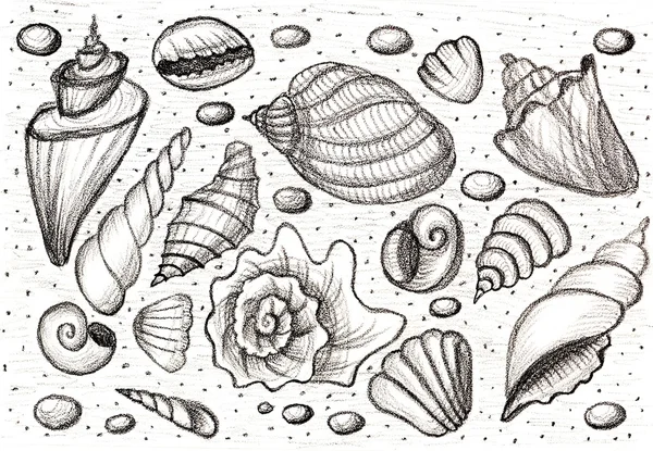 Set shells. Hand drawing pencil. Sketch.
