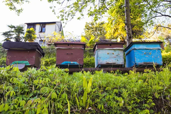 Old beehives