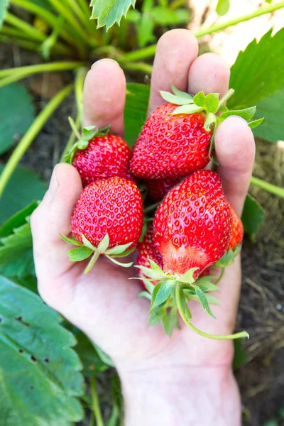 Strawberry in hand