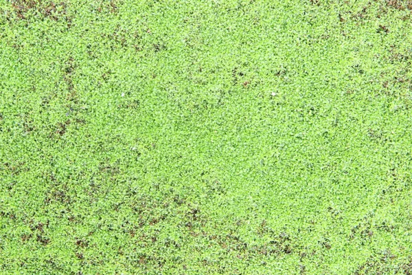 Moss Texture Background Stock Images Page Everypixel
