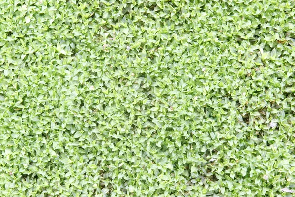 Moss texture, background