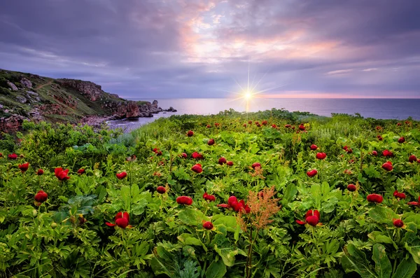 Wild Peonies