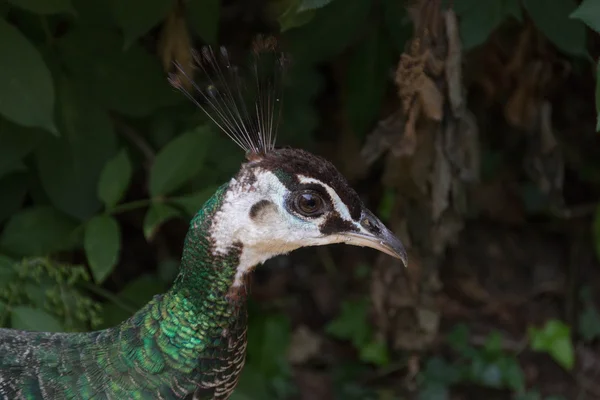 Head of female peacock