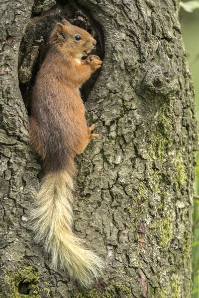 Red Squirrel sitting in a hole in a tree trunk