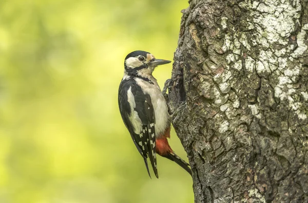 Great spotted woodpecker, perched on the side of a tree trunk