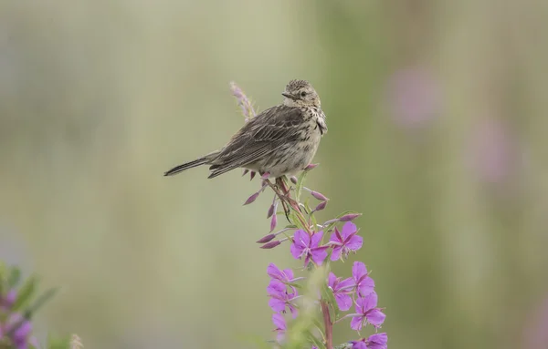 Meadow pipit perched at the top of a flower