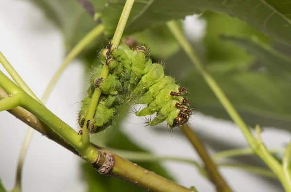 African moon moth caterpillar on a plant stem