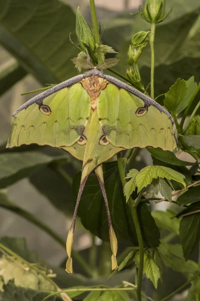 African moon moth hanging on a plant, close up