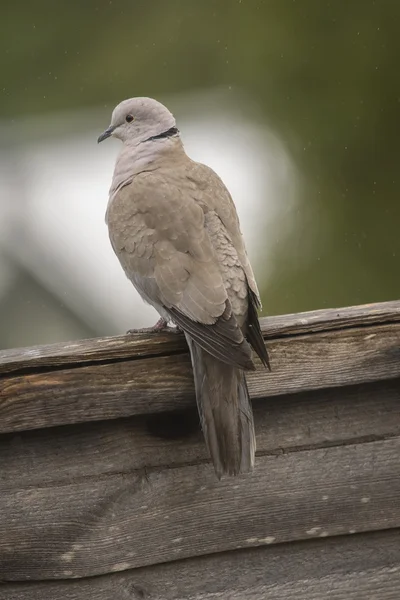 Collared Dove perched on a fence, close up