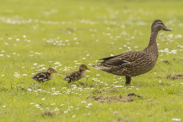 Mallard mum and ducklings walking across the grass