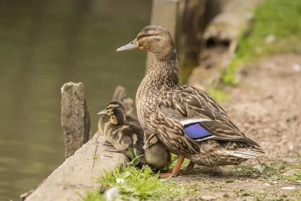 Mallard mum and ducklings at the edge a pond
