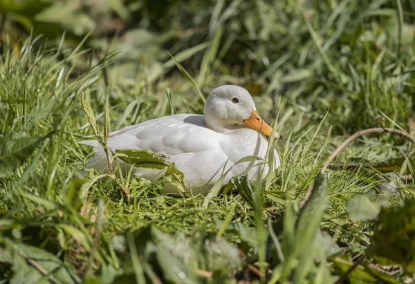 Pekin duck, sitting by a river, close up
