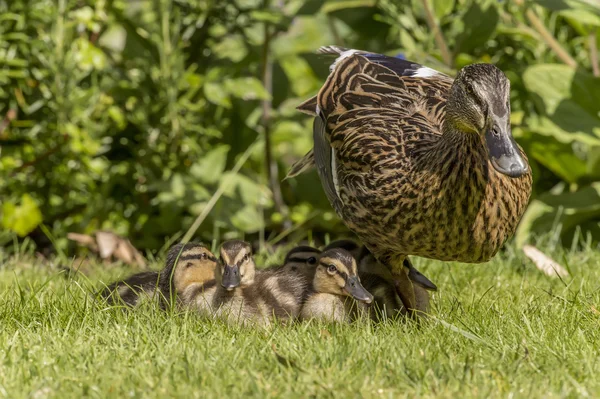 Mallard mum and ducklings sitting on the grass