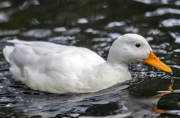 Pekin duck, swimming in a river, close up