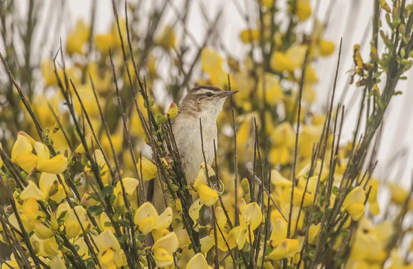 Sedge warbler perched in a flowery bush