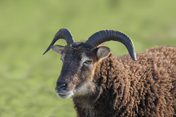 A Black sheep rams head